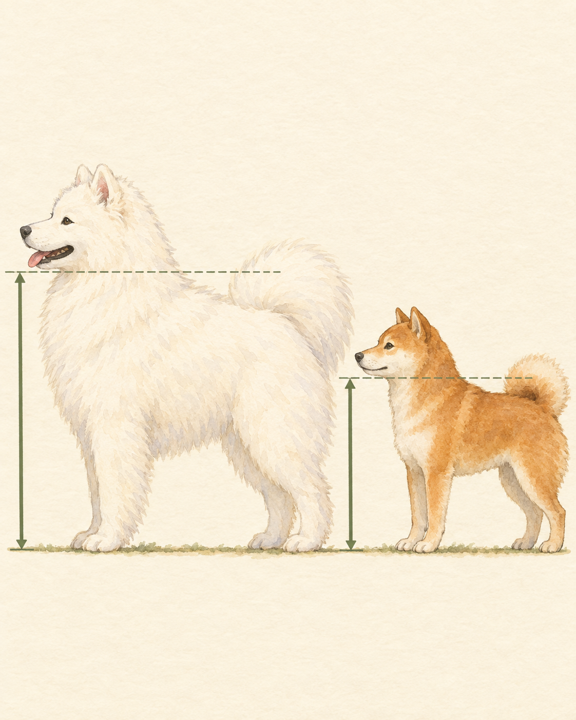 同じ地面に横向きで並んで立つサモエドと柴犬。肩の高さに引いた線で、サモエドのほうが柴犬より背が高いことを示した体高比較の図